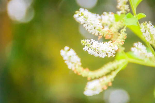 Liten Vit Doftande Blomma Buddleja Paniculata Med Gröna Blad Bakgrund — Stockfoto