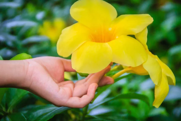 Bright yellow Golden Trumpet flower (Allamanda cathartica) in the garden. Allamanda cathartica also known as golden trumpet, common trumpetvine, and yellow allamanda. It is native to Brazil.