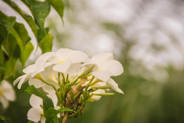 Цветок Розы Пустынной Adenochobesum Саду Адениум Ожирение Известный Саби Звезда — стоковое фото