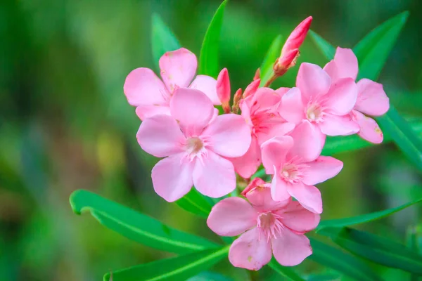 Rosa Nerium Fiori Oleandri Con Sfondo Foglie Verdi Nerium Oleander — Foto Stock