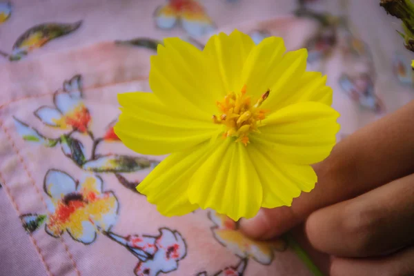 Beautiful yellow cosmos flower (Cosmos sulphureus) in the meadow field. Cosmos sulphureus is also known as sulfur cosmos and yellow cosmos and native to Mexico.