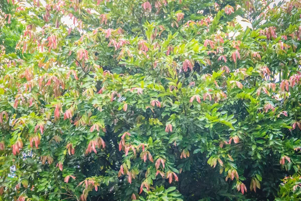 Красные Молодые Листья Trre Saraca Indica Широко Известный Asoka Дерево — стоковое фото