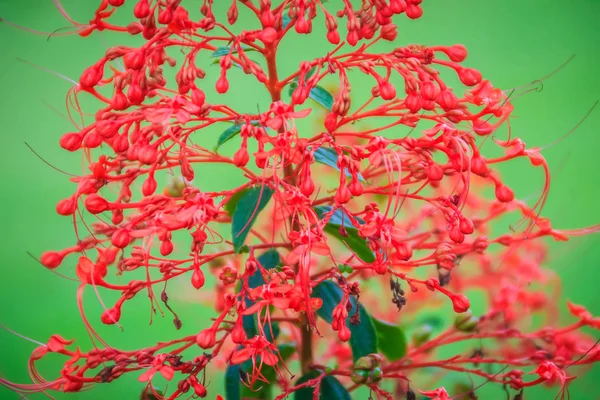 Fiore Pagoda Rossa Clerodendrum Paniculatum Noto Anche Come Hanuman Kireetam — Foto Stock