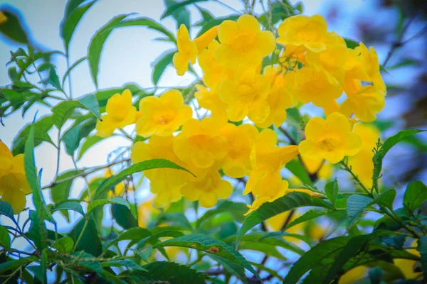 花园里的黄色小号花 泰科马山 泰科马是小号藤系中的一种开花多年生灌木 也被称为黄色小号 黄色的铃铛 黄色的长老 — 图库照片