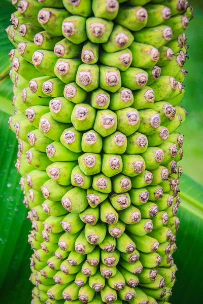 Καταπληκτική Φρούτα Μπανάνα Χιλιάδες Δάχτυλο Στο Δέντρο Musa Chiliocarpa Πίσω — Φωτογραφία Αρχείου