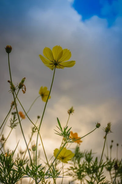 Beautiful yellow cosmos flower (Cosmos sulphureus) in the meadow field. Cosmos sulphureus is also known as sulfur cosmos and yellow cosmos and native to Mexico.