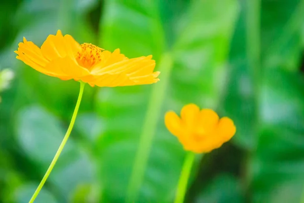 Vackra Gula Kosmos Blomma Cosmos Fått Fältet Äng Kosmos Fått — Stockfoto