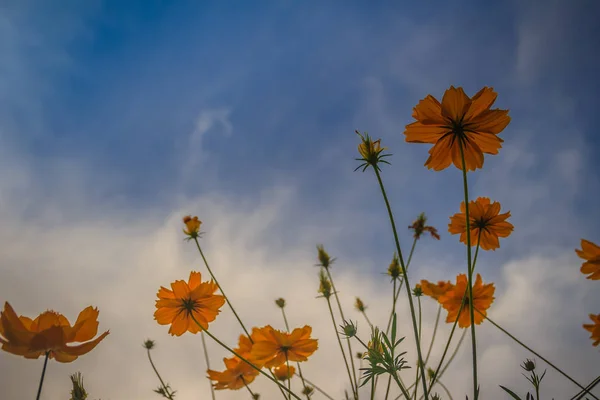 Beautiful yellow cosmos flower (Cosmos sulphureus) in the meadow field. Cosmos sulphureus is also known as sulfur cosmos and yellow cosmos and native to Mexico.