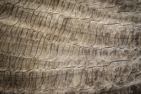 Wzór Staro Szarej Powierzchni Pnia Drzewa Pierścieniami Rocznymi Szorstkie Tekstury — Zdjęcie stockowe