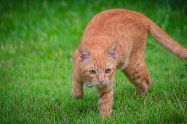 Yeşil çim alan arka plan üzerinde şirin sokak kedisi. Güzel, sokak, evsiz, koyu turuncu ve beyaz kedi, çimenlerde gururla ayakta.