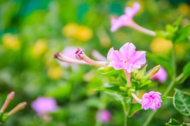 Soft pink flower of Mirabilis jalapa, the marvel of Peru or four o'clock flower, is the most commonly grown ornamental species of Mirabilis plant, and is available in a range of colours. clipart