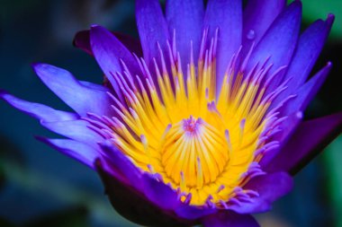 Hibrid mor lotus çiçeği Siyam Kralı, Tayland, Siyam Kralı özellikleri derin mor çiçek sarı merkezi olan yaratan bir tropik Nilüfer kapatın