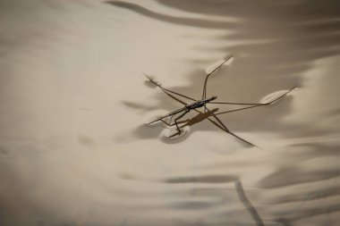 Amazing water skipper bugs floating on the water. The Gerridae are a family of insects in the order Hemiptera, commonly known as water striders, water bugs, pond skaters, water skippers, or jesus bugs clipart