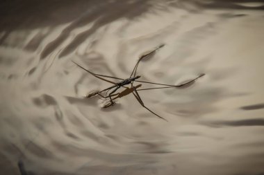 İnanılmaz su Kaptan böcekleri su üzerinde yüzer. Gerridae böcekler sırayla Hemiptera, böcek su sineklerinin, su böcekleri, göl patenciler, su yarışçılar veya İsa yaygın olarak bilinen bir aile vardır