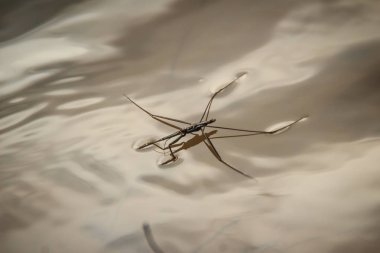 İnanılmaz su Kaptan böcekleri su üzerinde yüzer. Gerridae böcekler sırayla Hemiptera, böcek su sineklerinin, su böcekleri, göl patenciler, su yarışçılar veya İsa yaygın olarak bilinen bir aile vardır