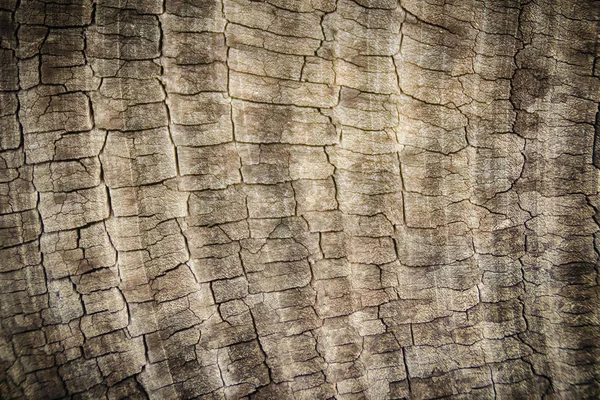 Wzór Staro Szarej Powierzchni Pnia Drzewa Pierścieniami Rocznymi Szorstkie Tekstury — Zdjęcie stockowe