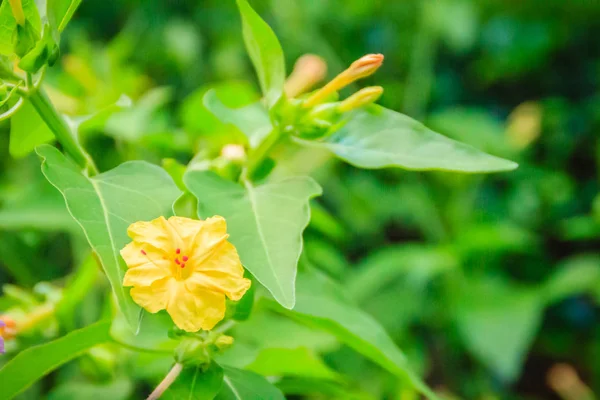 Beautiful yellow flower of Mirabilis jalapa, the marvel of Peru or four o\'clock flower, is the most commonly grown ornamental species of Mirabilis plant, and is available in a range of colours.
