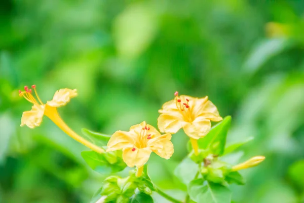 Beautiful yellow flower of Mirabilis jalapa, the marvel of Peru or four o'clock flower, is the most commonly grown ornamental species of Mirabilis plant, and is available in a range of colours.