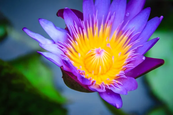 Hibrid Mor Lotus Çiçeği Siyam Kralı Tayland Siyam Kralı Özellikleri — Stok fotoğraf