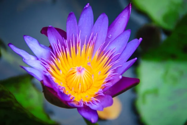 Primer Plano Híbrido Flor Loto Púrpura Rey Siam Nenúfar Tropical —  Fotos de Stock
