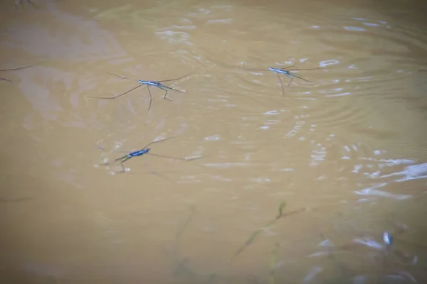Amazing water skipper bugs floating on the water. The Gerridae are a family of insects in the order Hemiptera, commonly known as water striders, water bugs, pond skaters, water skippers, or jesus bugs