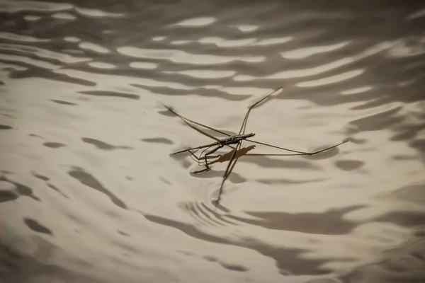 Increíbles Insectos Patrón Agua Flotando Agua Los Gerridae Son Una —  Fotos de Stock