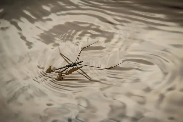 Erstaunliche Wasserskipper Käfer Die Auf Dem Wasser Treiben Die Gerridae — Stockfoto