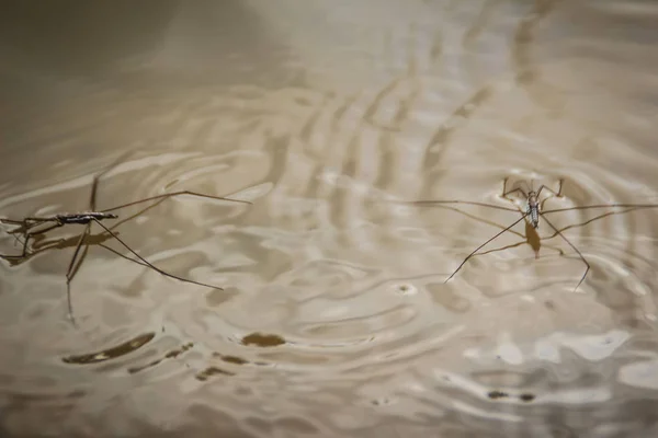 Úžasné Vody Kapitán Chyby Plovoucí Vodě Mohou Jsou Čeleď Hmyzu — Stock fotografie