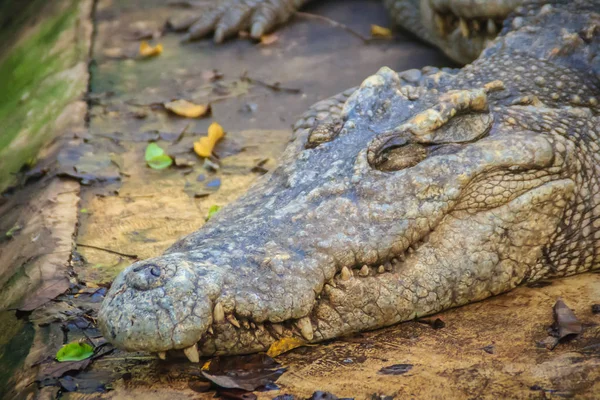 Allevamento Coccodrilli Siamesi Nello Stagno Coccodrillo Siamese Spaventoso Crocodylus Siamensis — Foto Stock