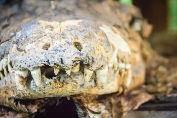 Cabeça Crocodilo Pelúcia Assustadora Com Presas Taxidermia Crocodilo Morto Parque — Fotografia de Stock