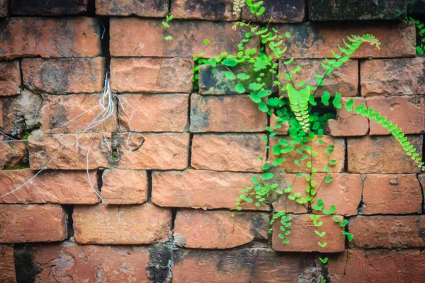 Parede Tijolo Velha Ruína Coberta Com Musgo Verde Grama Pequena — Fotografia de Stock