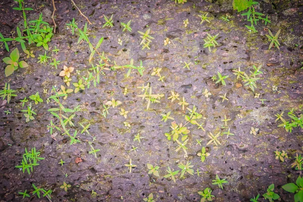라테라이트 잔디와 배경에 표면에 짜임새 잔디와 신선한 이끼와 라테라이트 — 스톡 사진