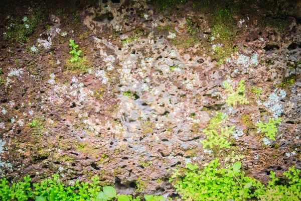 Laterite Taş Duvar Yüzeyi Arka Plan Için Dokulu Çim Yosun — Stok fotoğraf