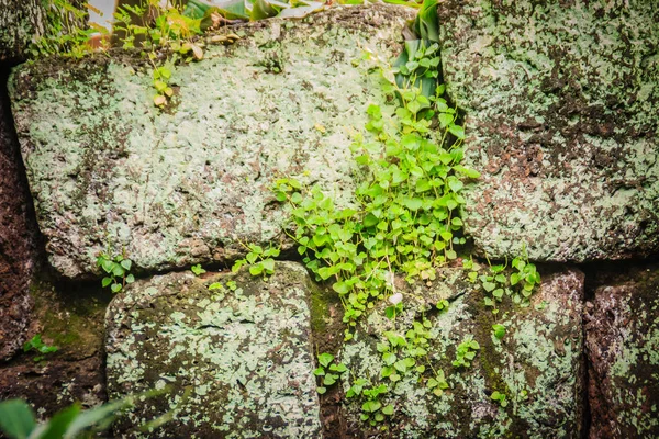 Laterite stone wall with grass and moss growth forming beautiful textured on the surface for background. Old laterite bricks texture with green grass and fresh moss.