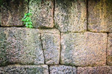 Laterite stone wall with grass and moss growth forming beautiful textured on the surface for background. Old laterite bricks texture with green grass and fresh moss. clipart