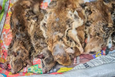 Sunda uçan lemuru Tayland-Kamboçya sınır market vahşi pazarında Satılık. Sunda uçan lemuru (Galeopterus variegatus) veya Sunda Kaluga, Malaya uçan lemuru veya Malaya Kaluga olarak da bilinen