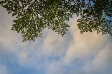 Yeşil yaprakları çerçeve mavi gökyüzü arka plan ve kopya alanı ile. Doğa çerçeve mavi gökyüzü arka plan üzerinde yeşil bırak dalı.