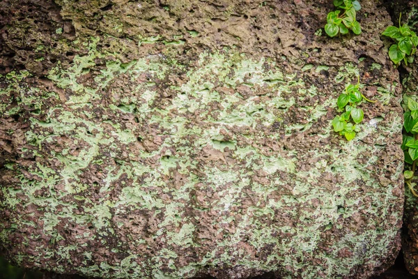 ラテライト石壁草と苔の成長の形成の美しい背景の表面の質感 緑の草と新鮮な苔に古いラテライト煉瓦のテクスチャ — ストック写真