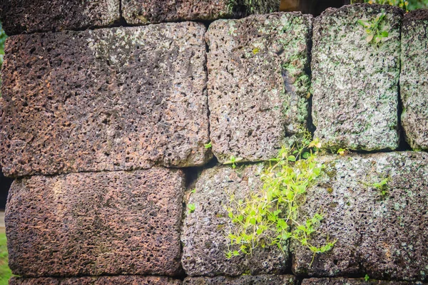 Laterite stone wall with grass and moss growth forming beautiful textured on the surface for background. Old laterite bricks texture with green grass and fresh moss.