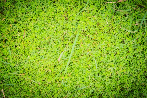 Struttura Erbosa Verde Sullo Sfondo Della Natura Prato Verde Fresco — Foto Stock