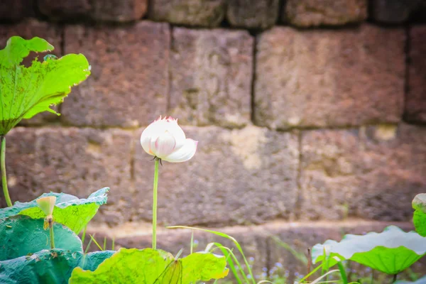 Pink Sacred Lotus Flower Nelumbo Nucifera Green Leaves Nature Background — Stock Photo, Image