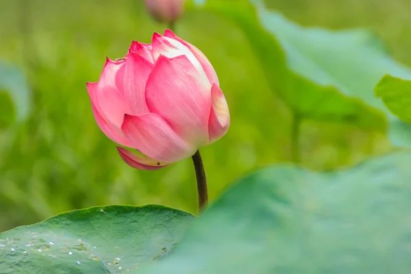 Λουλούδι Ροζ Ιερός Λωτός Nelumbo Nucifera Πράσινα Φύλλα Στο Παρασκήνιο — Φωτογραφία Αρχείου