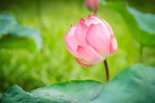 Λουλούδι Ροζ Ιερός Λωτός Nelumbo Nucifera Πράσινα Φύλλα Στο Παρασκήνιο — Φωτογραφία Αρχείου