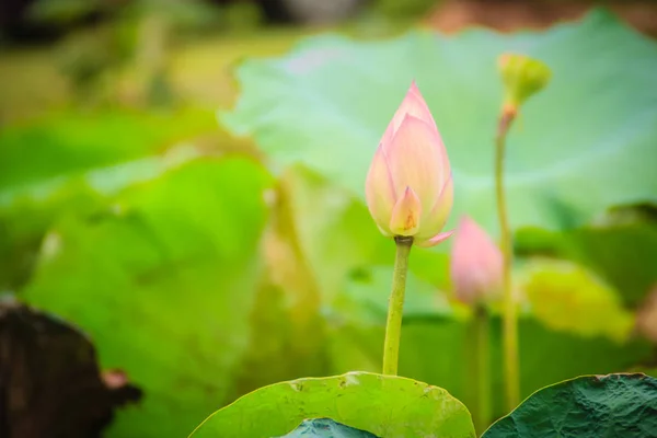 Λουλούδι Ροζ Ιερός Λωτός Nelumbo Nucifera Πράσινα Φύλλα Στο Παρασκήνιο — Φωτογραφία Αρχείου