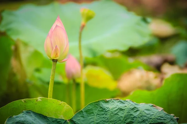 Rosa Flor Loto Sagrado Nelumbo Nucifera Con Hojas Verdes Fondo —  Fotos de Stock