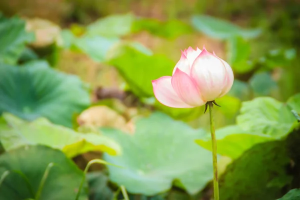 Λουλούδι Ροζ Ιερός Λωτός Nelumbo Nucifera Πράσινα Φύλλα Στο Παρασκήνιο — Φωτογραφία Αρχείου