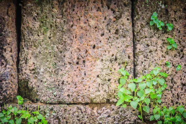 Laterite stone wall with grass and moss growth forming beautiful textured on the surface for background. Old laterite bricks texture with green grass and fresh moss.