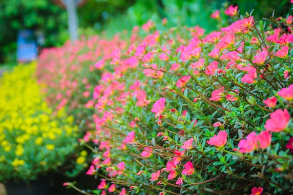 Beautiful Yellow Pink Portulaca Oleracea Flowers Also Known Common Purslane — Stock Photo, Image