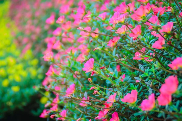 Mooie Roze Portulaca Oleracea Bloemen Ook Bekend Als Gemeenschappelijk Postelein — Stockfoto