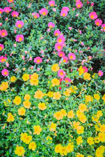 Hermosas Flores Amarillas Rosadas Portulaca Oleracea También Conocidas Como Verdolaga —  Fotos de Stock